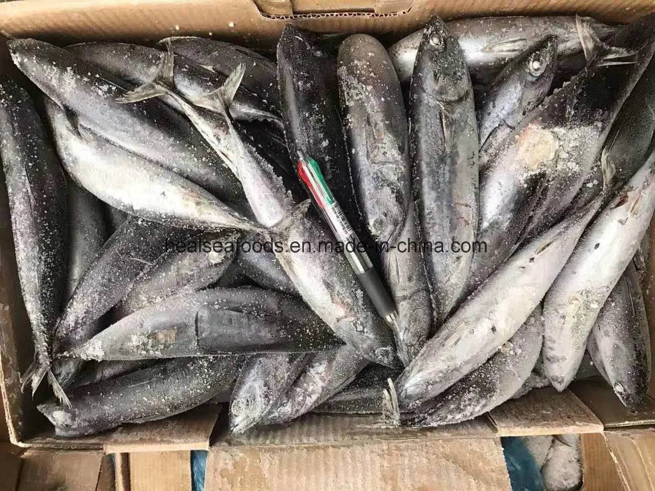 Frozen Bonito Fish From Chinese Factory