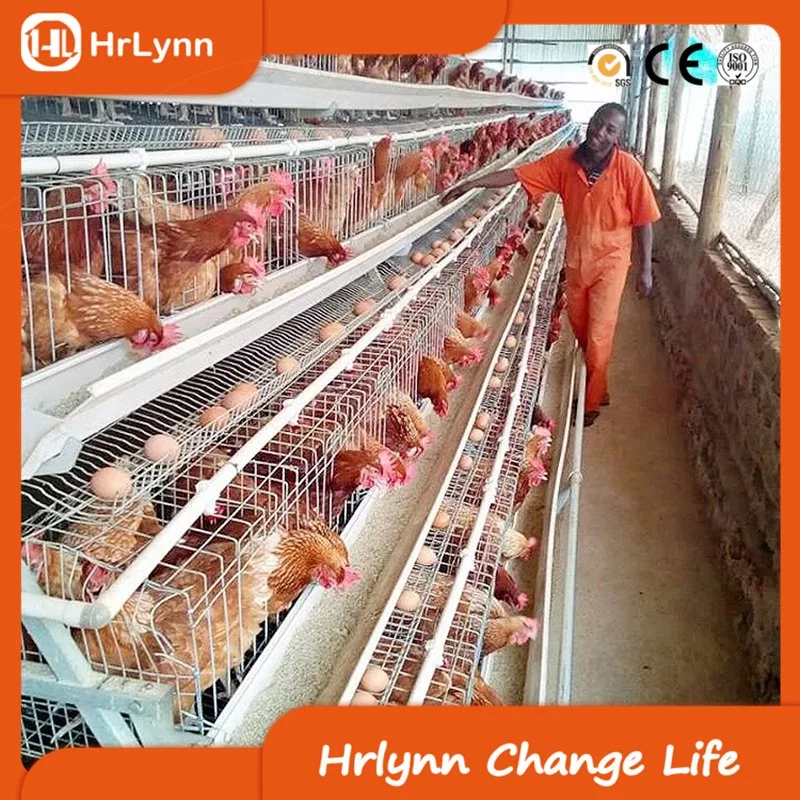 Automatic Egg Hen Poultry Equipment Chicken Layer Cage for Africa