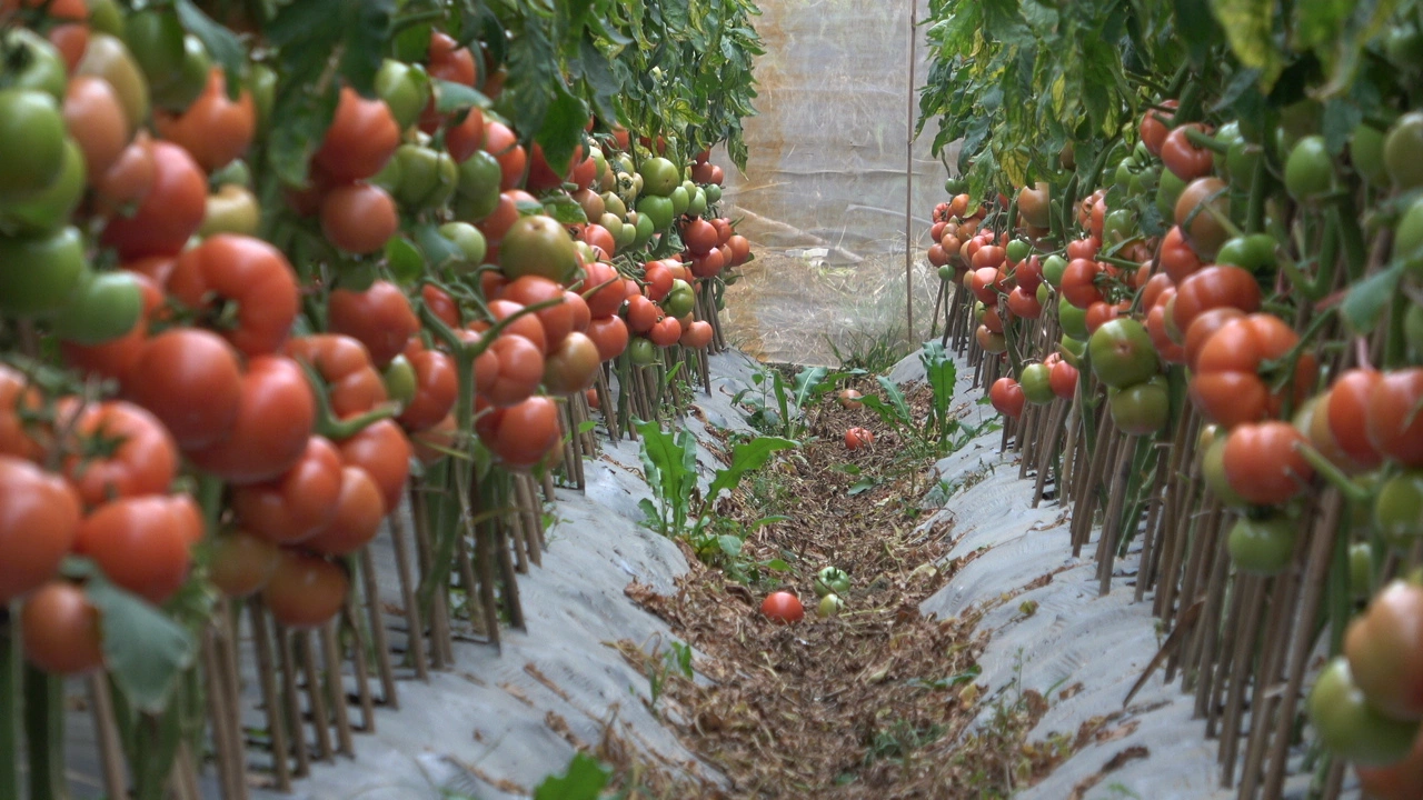 Unlimited Growth Big Red Tomato Seeds Vegetable Seeds for Sowing