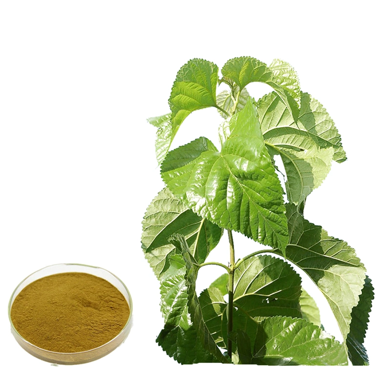 Fssc GMP Best Quality High Pure Nature Hot Sales 4: 1 5: 1 10: 1 20: 1 Mulberry Leaf Health Care Plant Extract for Health Care