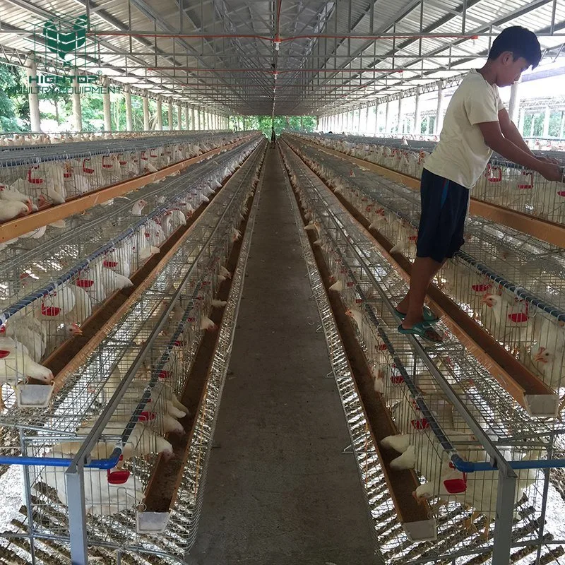 Bon prix de l'Aviculture ferme Couche de type ordinaire pour la vente de la cage de poulet