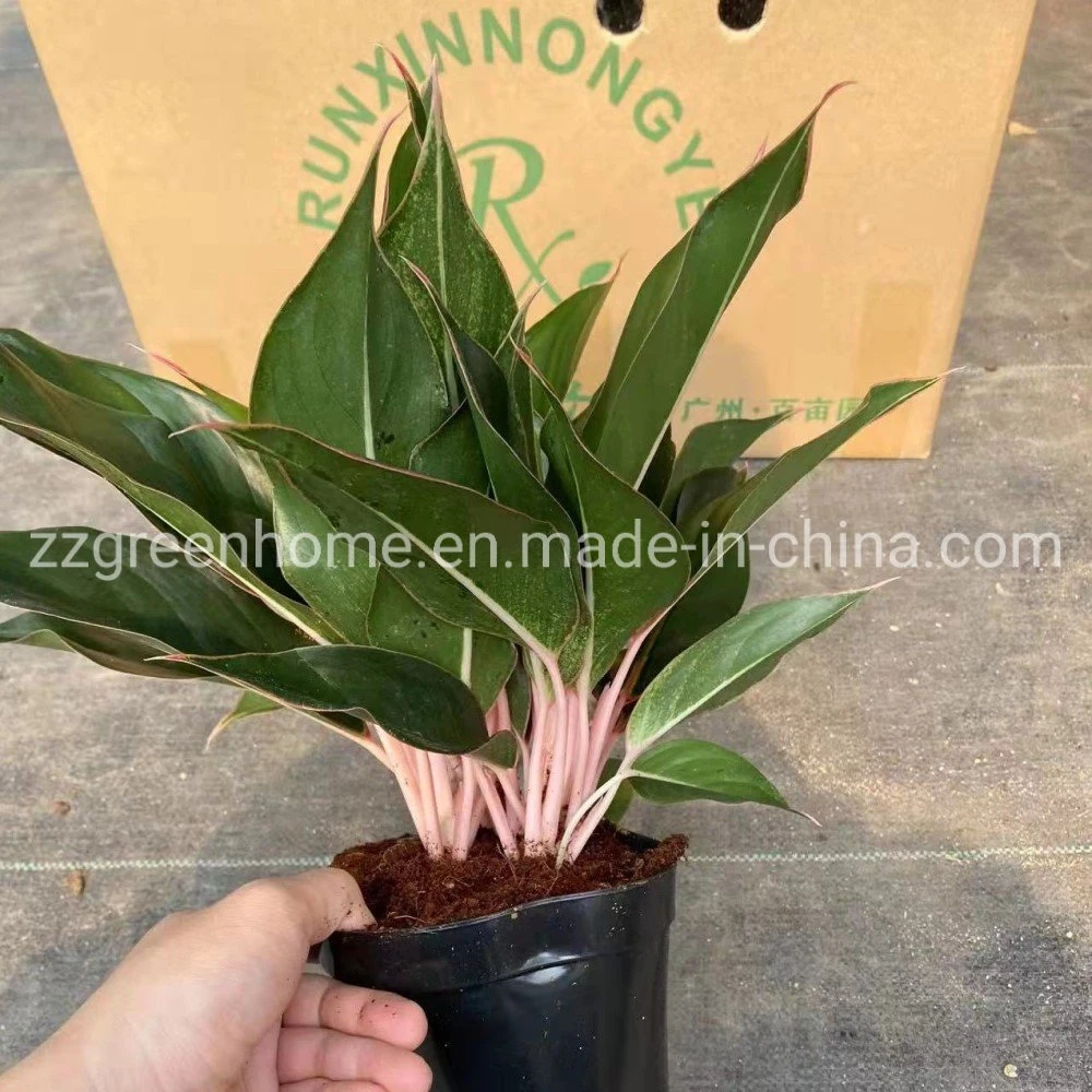 Aglaonema Sapphire Evergreen Natural Plants