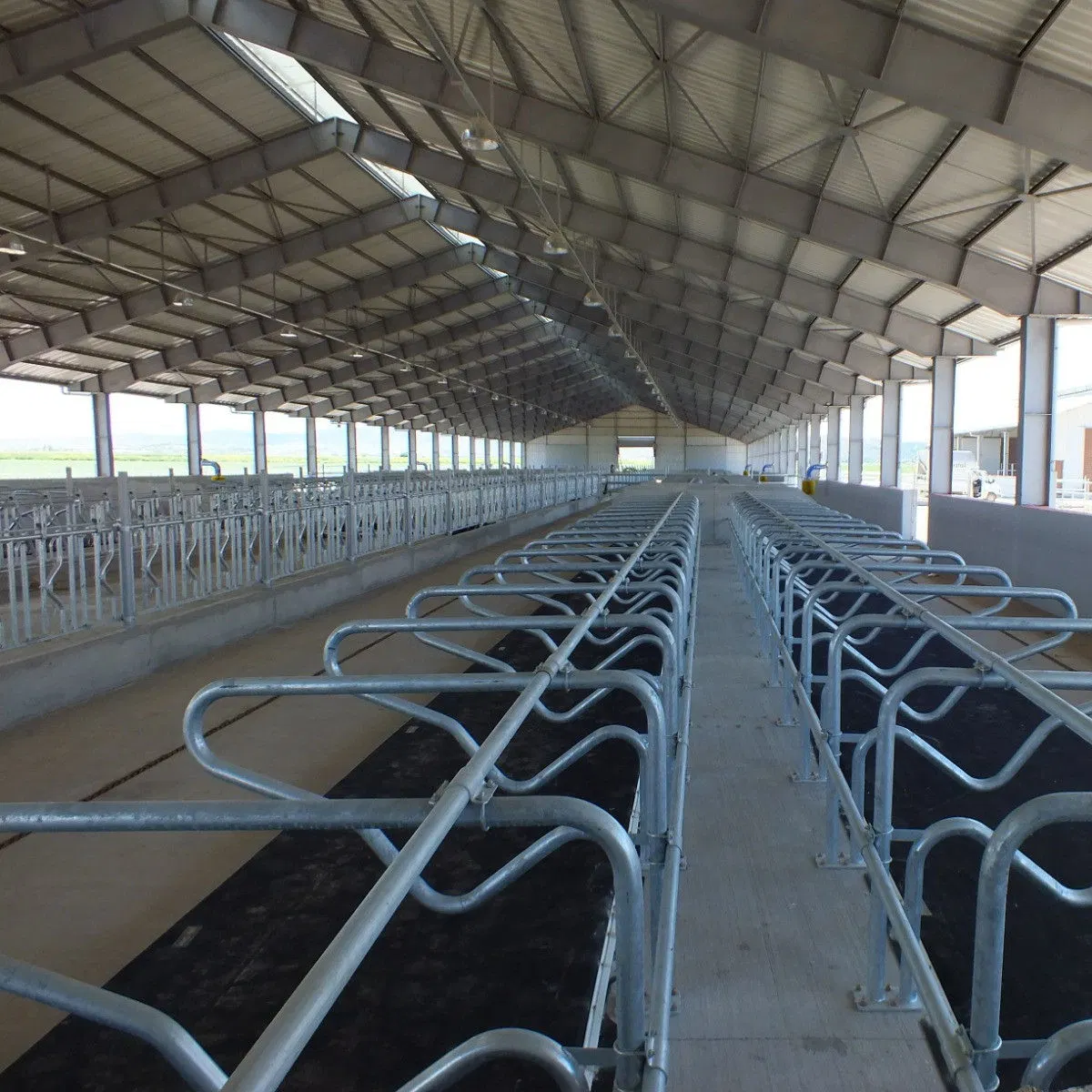 Steel Structure Cows Farm Building Prefabricated Steel Structure Cows Farm