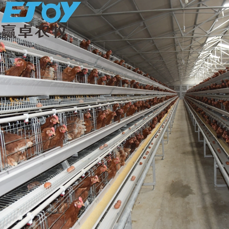 Modern Fully Automatic System Project Design Laying Hen Cage for Poultry Farm