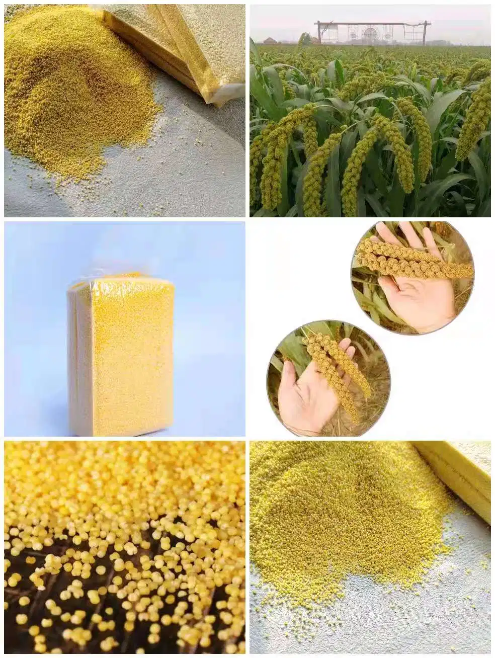 8000 Years Ago, Chinese Organic and Natural Millet Manufacturers Directly Sold The Origin of Millet in The World.