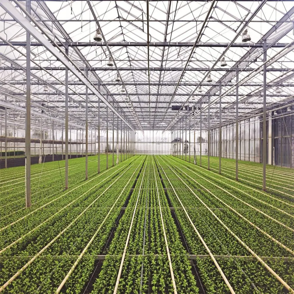 2023 Muti-Span Agricultural Polycarbonate Sheet Venlo Greenhouses con Hydroponics creciendo Sistemas para hortalizas/Frutas/Tomate/pepino/Lechuga Casas Verdes