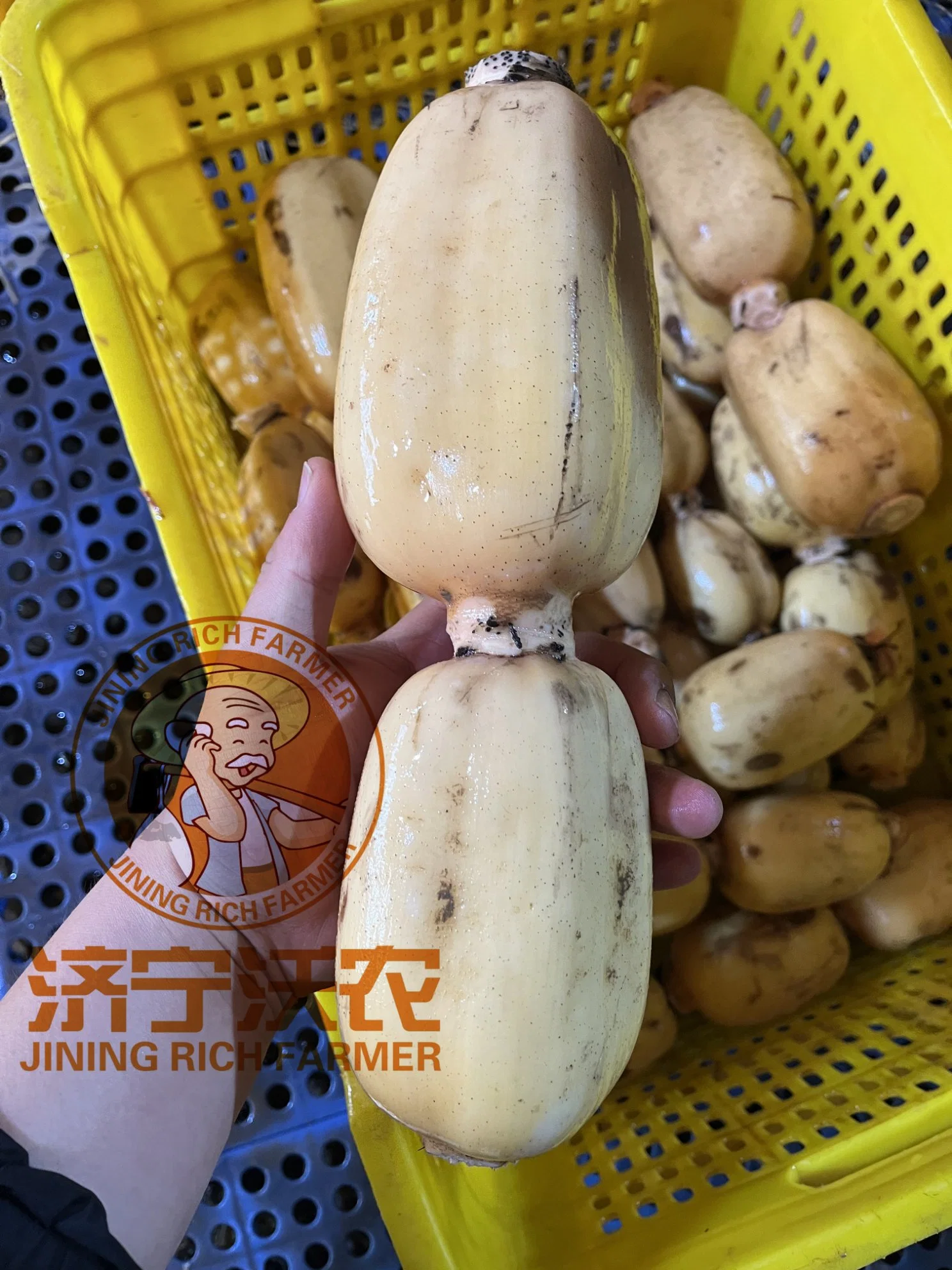 High Quality Fresh Lotus Root for USA Market
