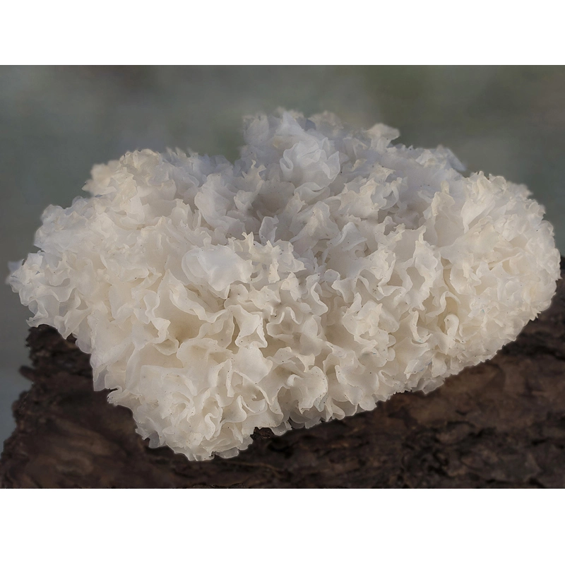 Polvo de tremella de setas certificado HACCP Extracto de tremella de setas polisacárido 30-60% Para inmunidad