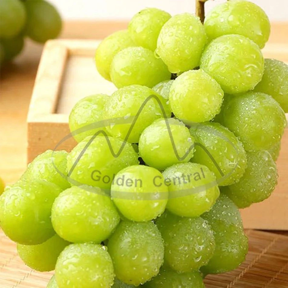 Preço de Baixa Qualidade Superior Seedless Sapatos Muscat de uvas frescas