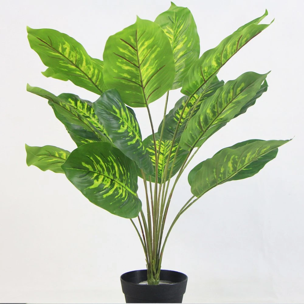 Most Beautiful Inexpensive Green Plant Potted for Outside Decoration