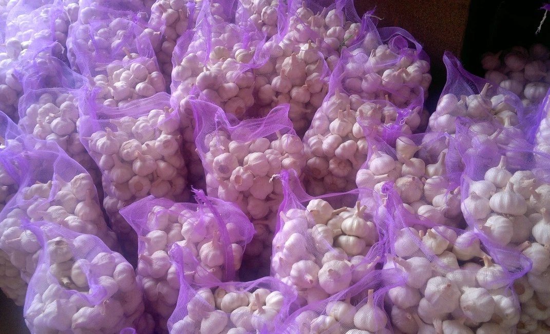 Garlic Good Quality