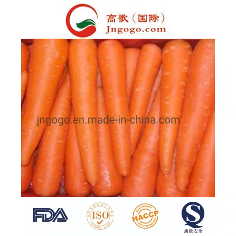 Good Quality for Exporting Fresh Carrot (316)