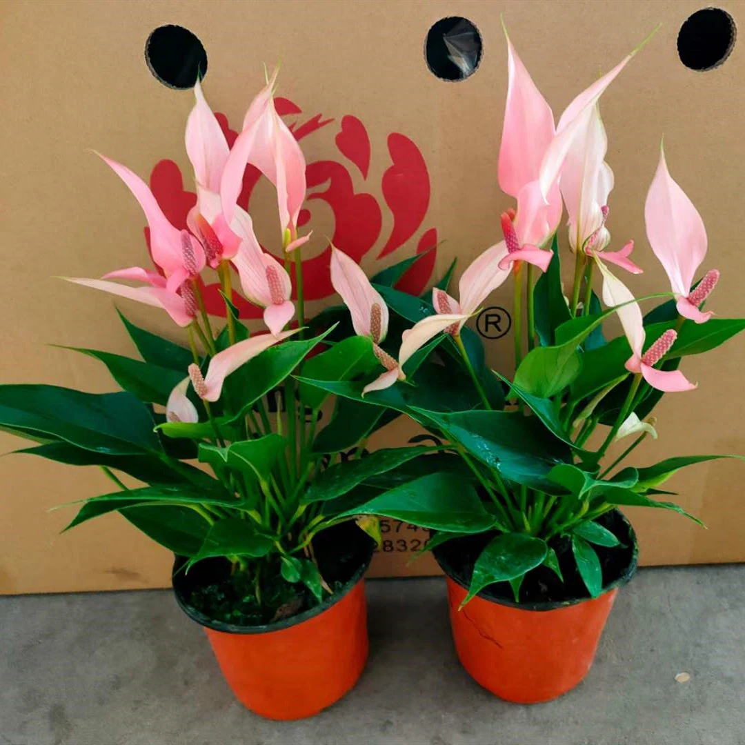 Anthurium Pink Indoor and Outdoor Flower Gardening Live Plant