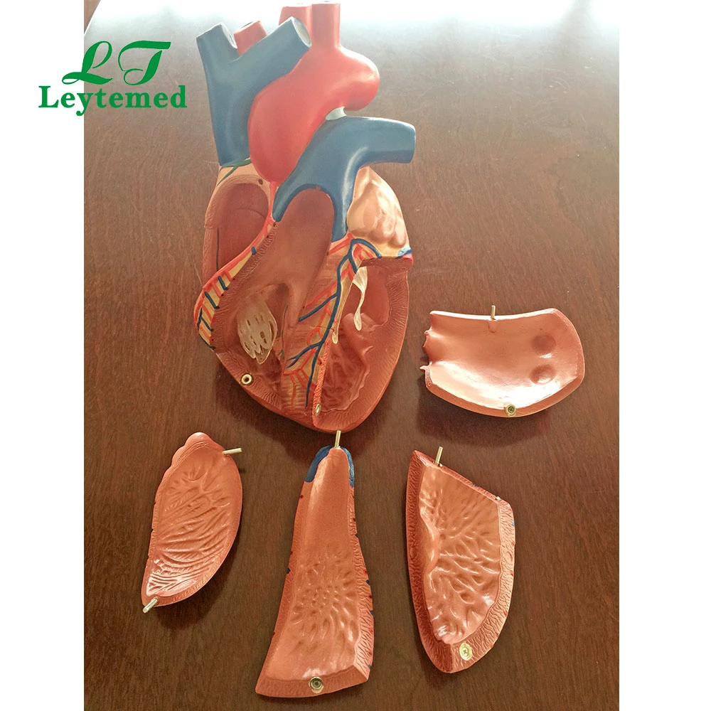 Ltm307D PVC Medical Anatomy Middle Heart Model for Tranning