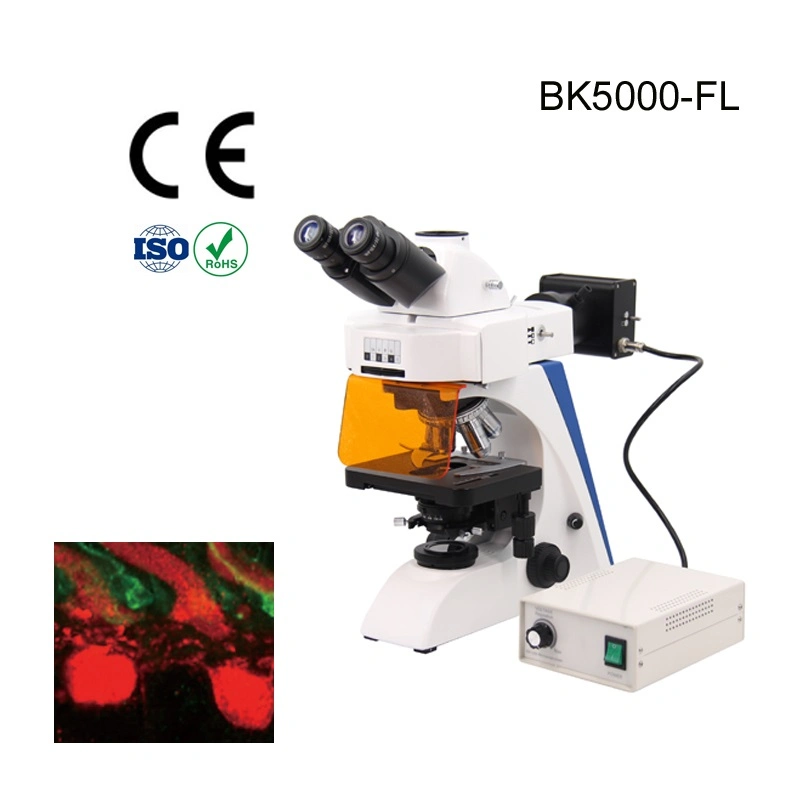 Adjustable Standspecular Fluorescence Microscope Supplier for Acrobat Microscope Stand