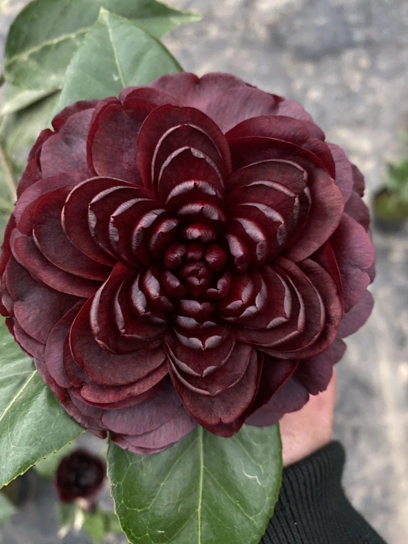 Dark Red Camellia 'mo Chuan' Indoor Camellia Bonsai