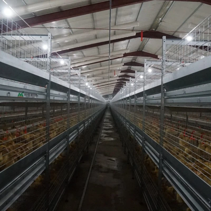 Aves de corral automáticas Equipo agrícola H-Tipo Chicken Galvanizado Pato y Ganso Jaula