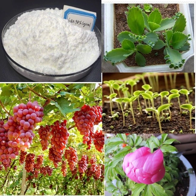 Venta en caliente Regulador de crecimiento de plantas Auxis 6bap_cytokinin 6BA 6benzylaminopurine