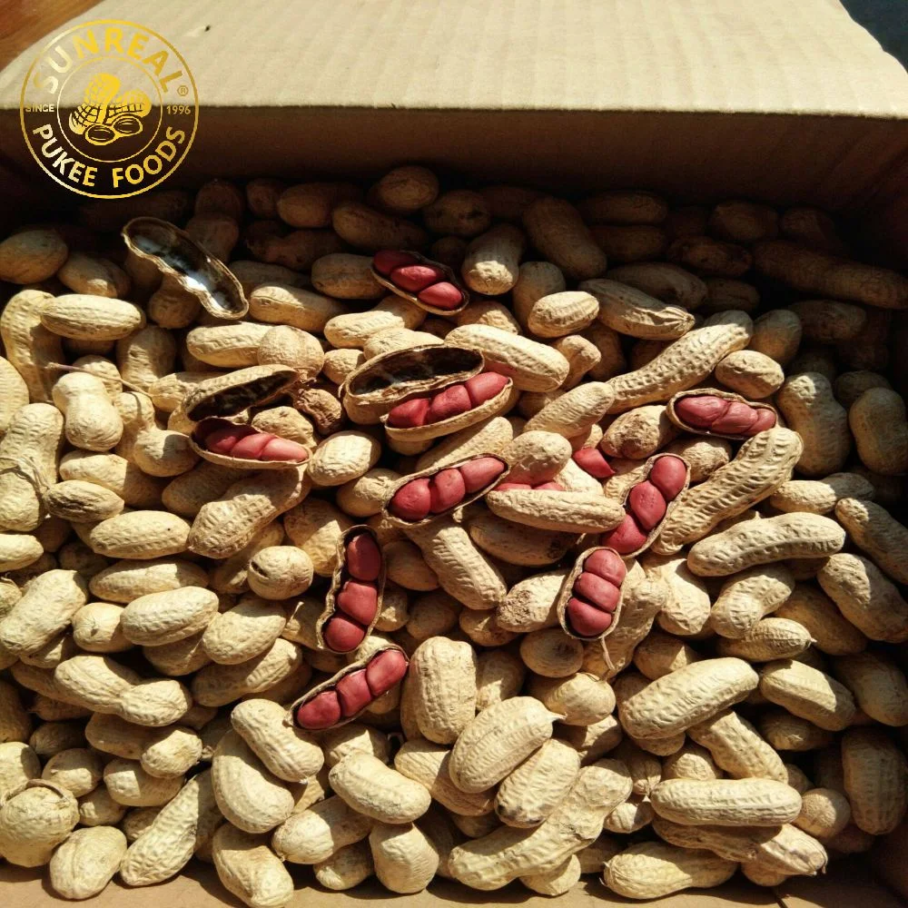 2021 Raw Peanut in Shell/Red Skin Peanuts/Plump Seeds