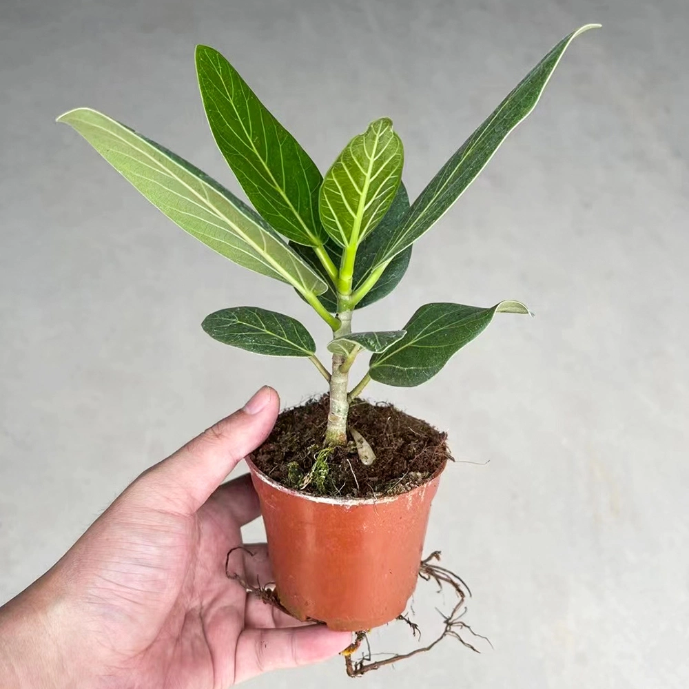 Ficus bonsai japonés de la Planta Real con Pot Casa decoración interior al por mayor vivero