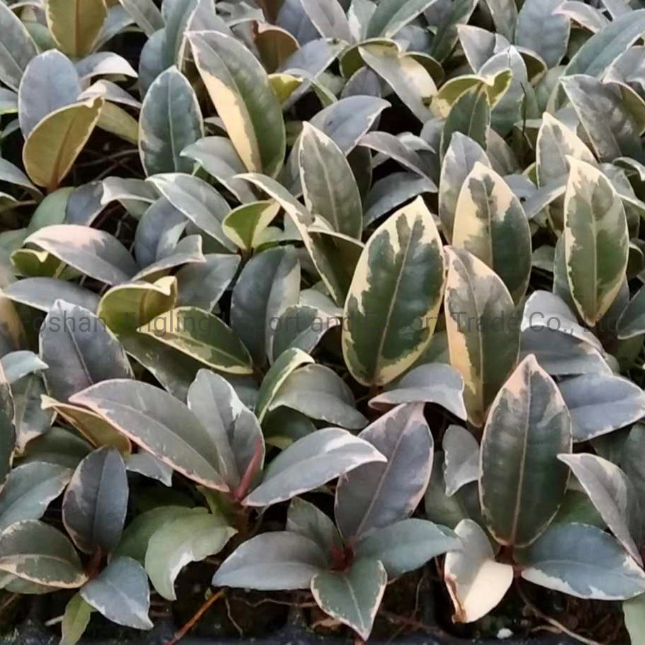 Ficus Tineke Rubber Tree Tray Seedling Live Plant Nursery