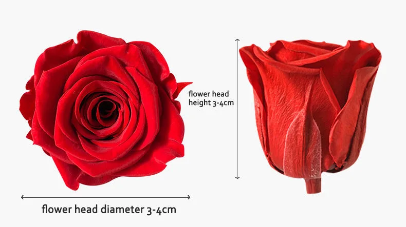 Wholesale/Supplier Preserved 3-4 Cm Antique Red Beautiful Long Life Rose Preserved Roses