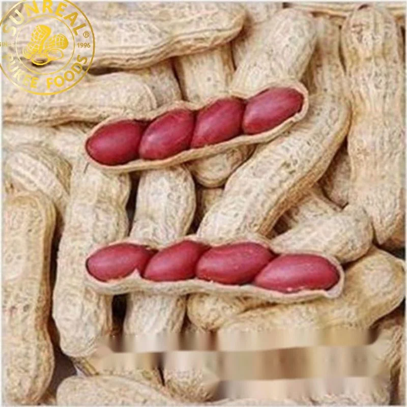 China Raw Red Skin Peanut in Shell/Best Quality/ Fine Packing