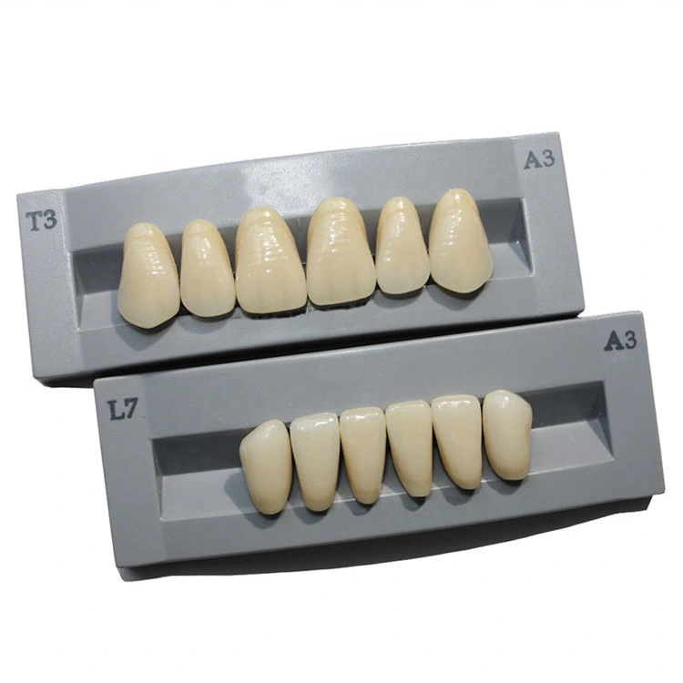 SJ High quality/High cost performance  3-Layer Acrylic Teeth Synthetic False Teeth Artificial Tooth