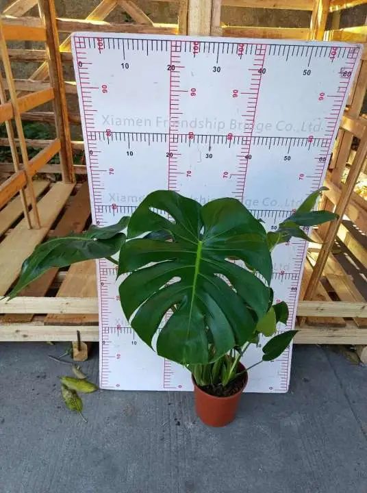 Heißer Verkauf Monstera Echte Pflanzen Indoor