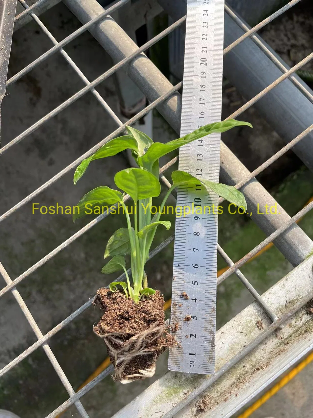Natürliche Gebrochene Foliierungen Pflanzen Gewebe Kultur Tablett Natürliche Natürliche Junge Lebende Bonsai Zimmerpflanzen