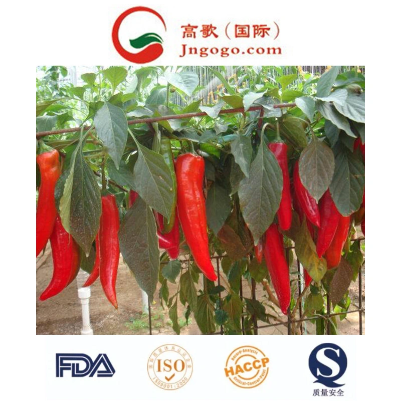 New Crop Chaotian Chili (3-5cm)