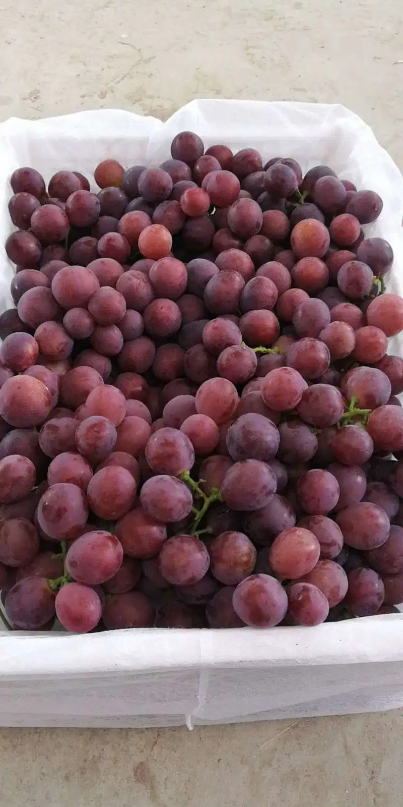 Red Global Grapes/Green Global Grapes