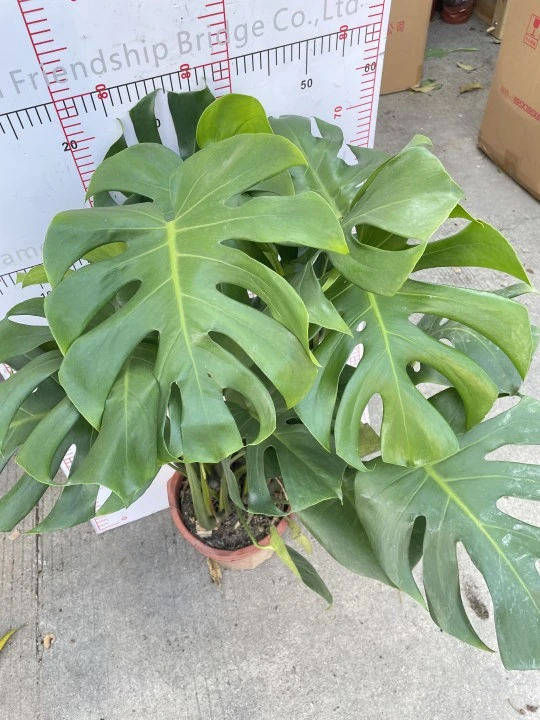 Venda a quente Big Monstera plantas naturais da China