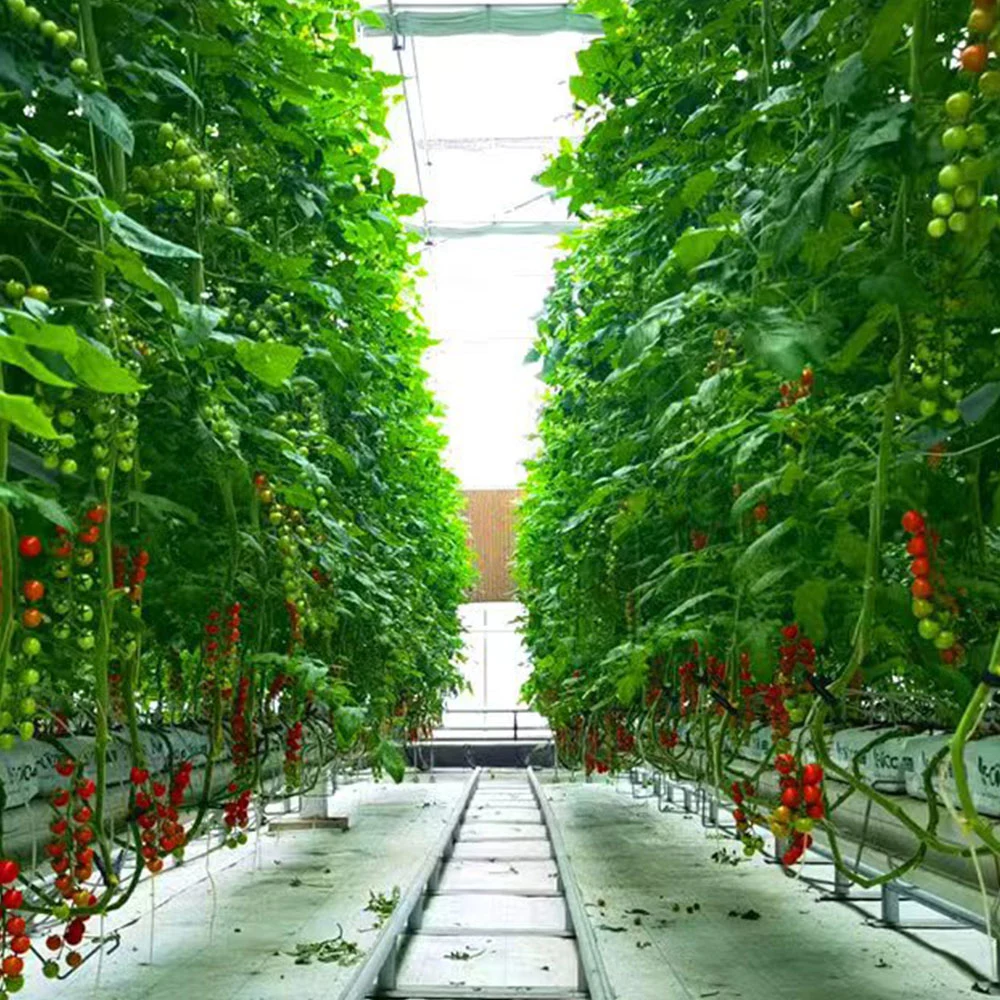 Intelligent Agricultural/Commercial Plastic Multi-Span Film Glass Greenhouse with Hydroponics/Irrigation System Fan