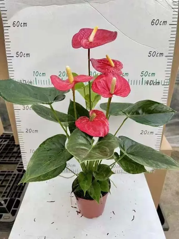 Красивые Philodendron Birkin Calathea, Aglaonema, Anthuriums, Spathiphyllum цветы растения для дома украшения