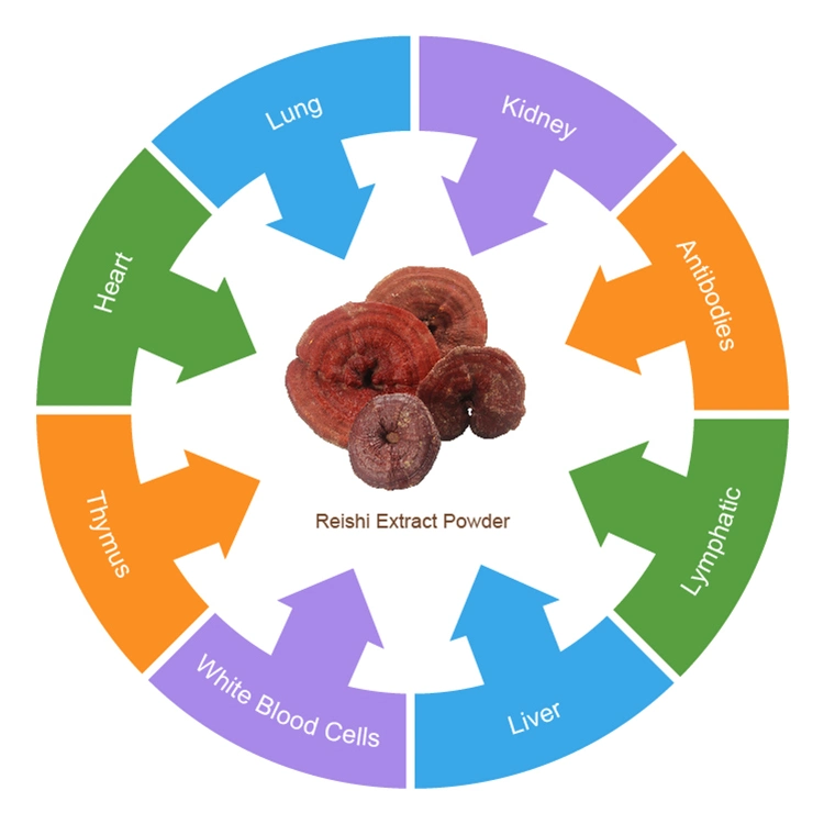 Polvo de champiñones Reishi polvo de pavo Extracto de champiñones Ganoderma Lucidum Mushroom Extraer mezclas