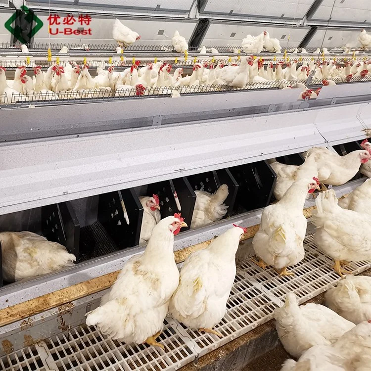 Alimentateur automatique à chaîne pour l'équipement avicole des éleveurs de poulets.