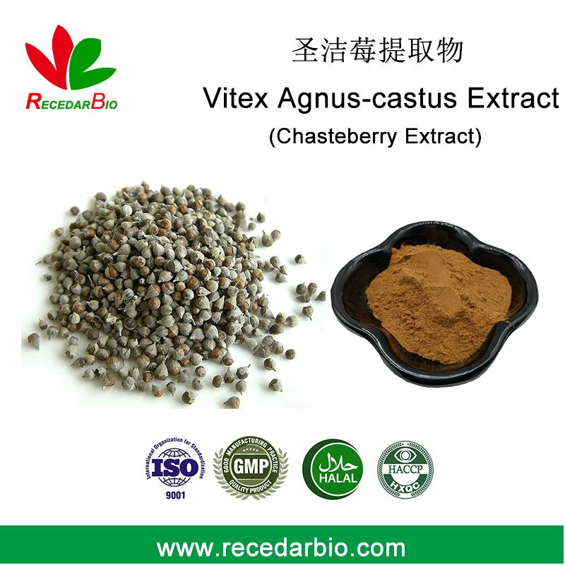 Chasteberry Chasteberry árbol / Vitex Agnus-Castus extracto en polvo extracto