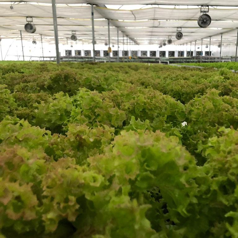 Sistema de crecimiento en cultivo hidropónico Nft Hidroponía Sistemas de Cultivo hidropónico Nft interiores 100x50mm