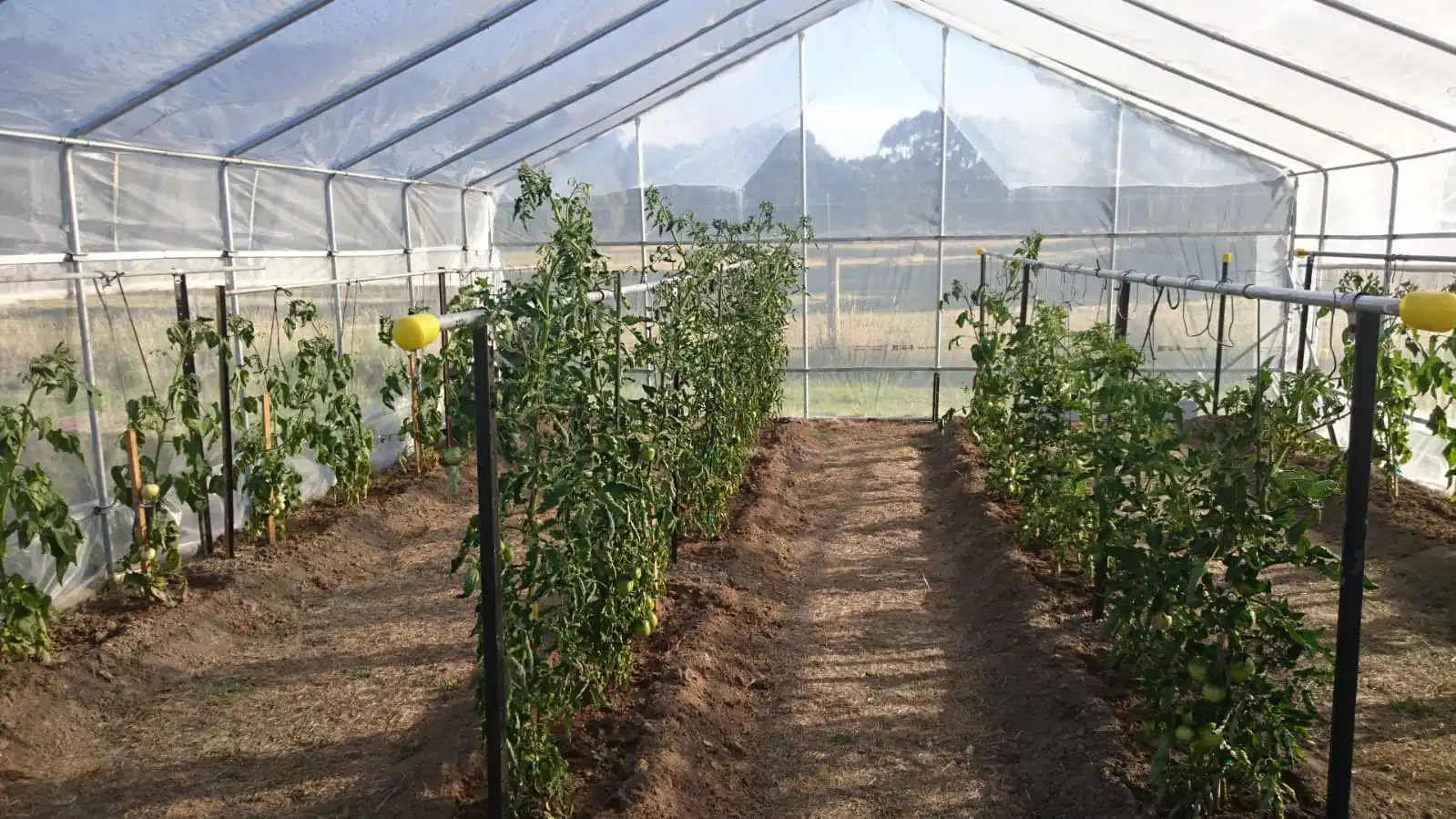 Skyplant nuevo diseño de doble capa de plástico agrícola Cine Jardín Casa Verde para el frío invierno