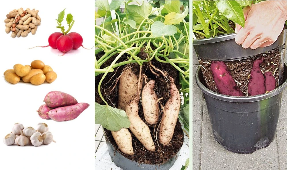 10 Gallons Eco-Friendly Felt Potato Grow Bag Planter Pot for Vegetable Plants