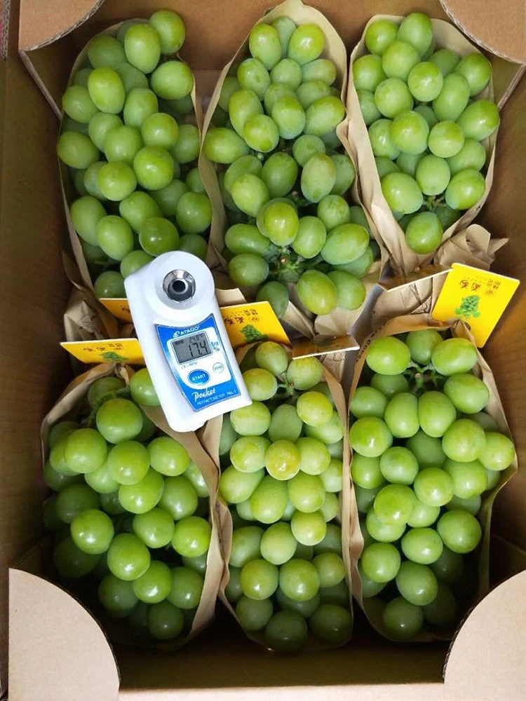 Fresh Green Grape From Yunnan