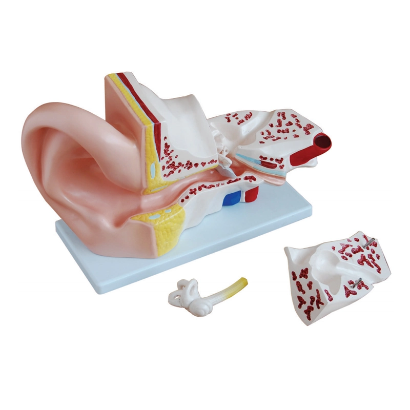 Modèles anatomiques médicaux modèle larynx humain agrandi