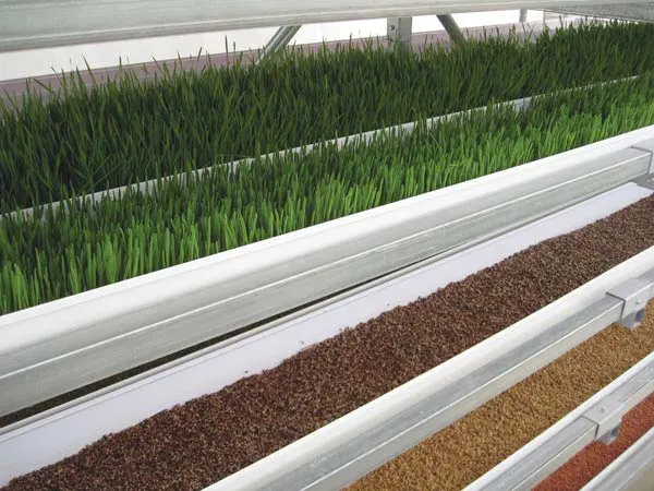 Micro Malt Equipment/Barely Animal Feed/Wheat Grass Sprouter Hydroponic