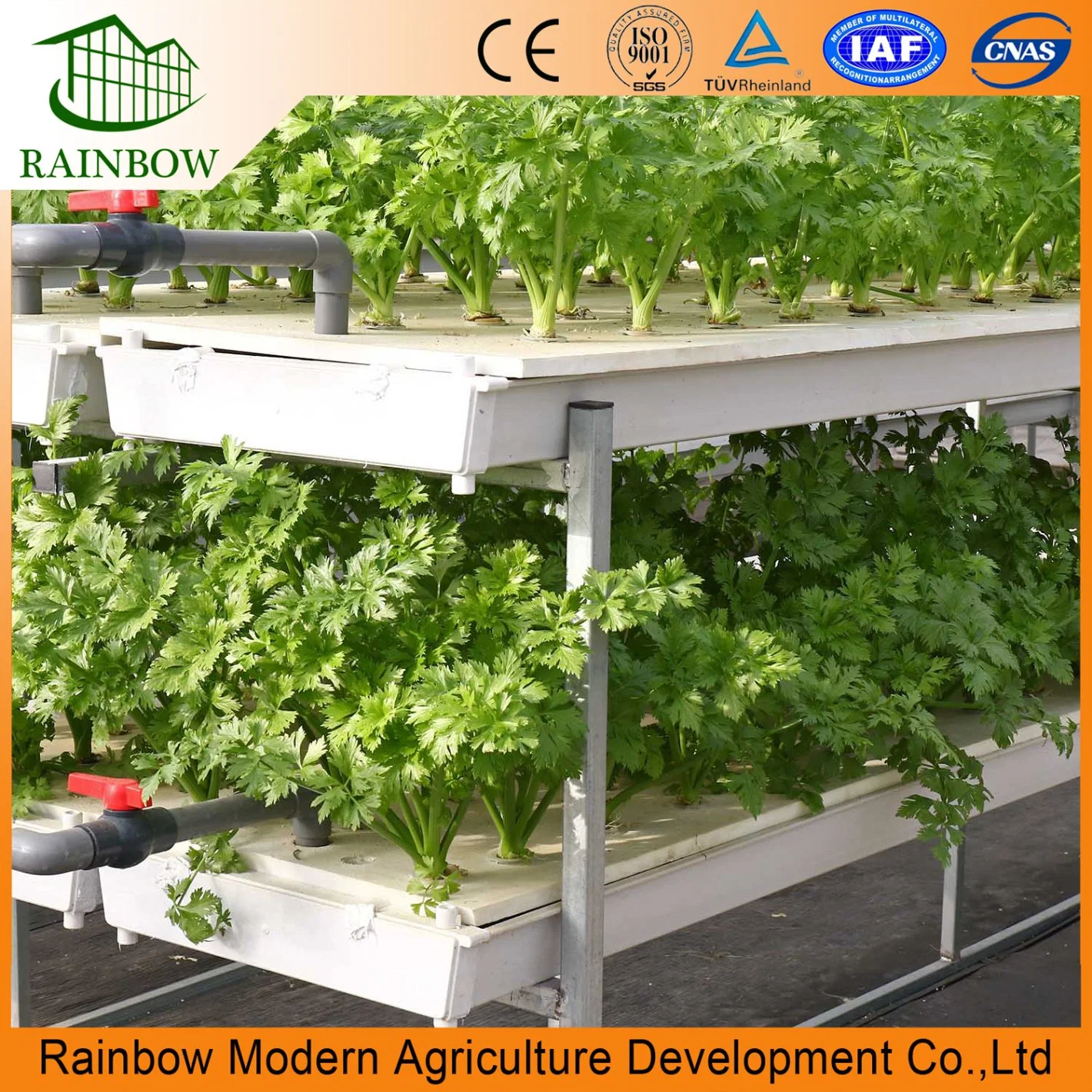 Chinese Multi Span Po/ PE Film Agricultural Greenhouse with Hydroponics Aquaponics System