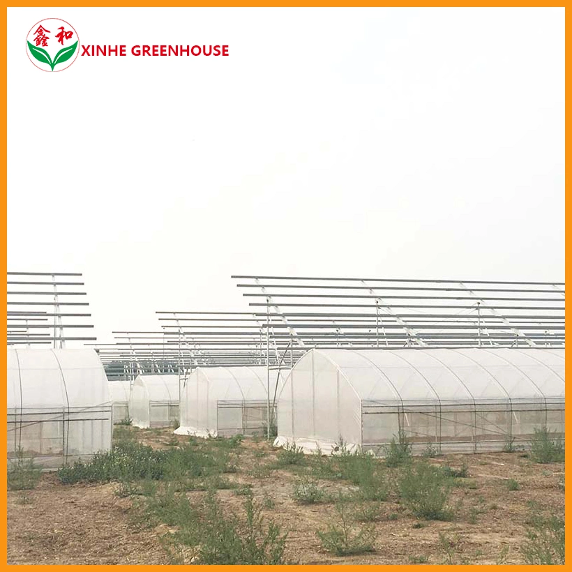 Professional Manufacturers Agriculture Intelligent Film Greenhouse