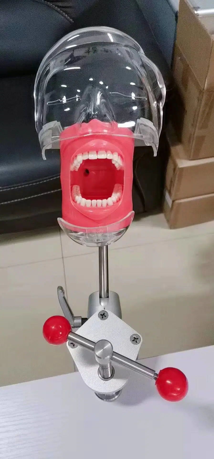 Dental Products for Dental School Training Training Simulator Dental Phantom Head