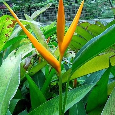 Heliconia Subulata plantas Real