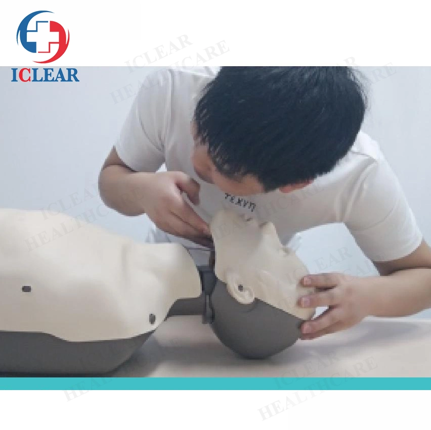 First Aid Visualized Blood Circulation System CPR Training Model