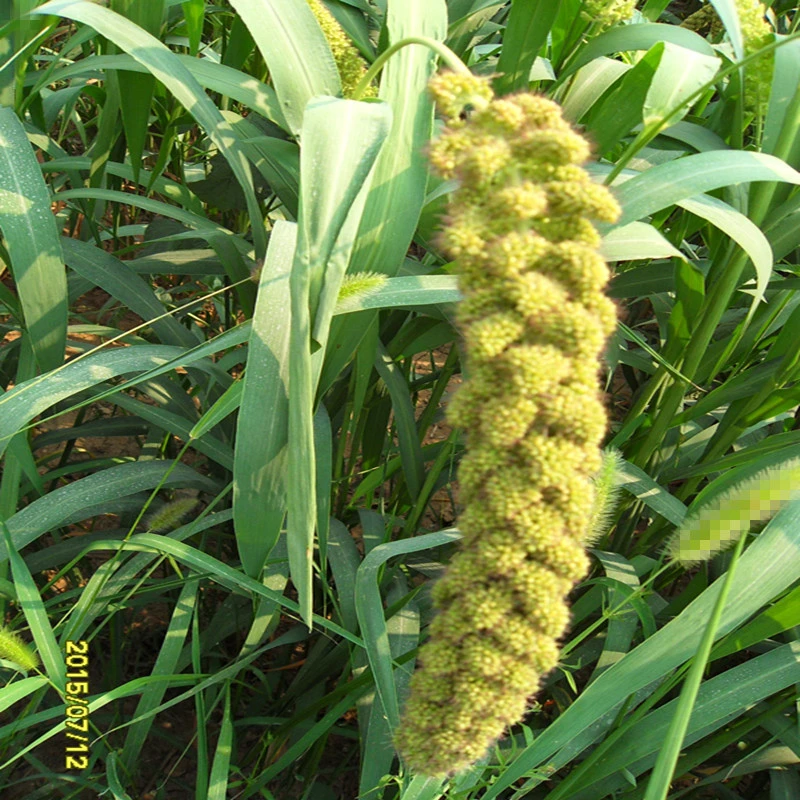 8000 Years Ago, Chinese Organic and Natural Millet Manufacturers Directly Sold The Origin of Millet in The World.